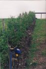 A newly planted conifer boundary hedge - notice the embedded automatic watering system also installed by us.
