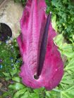 A striking (and extremely smelly!) Dracunculus vulgaris in flower in the Gov&#039;nor&#039;s garden much to the chagrin of &quot;her indoors&quot;!