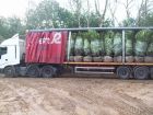 Some of the large Laurels arrive on site - two more lorries to go!