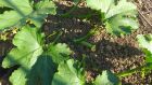 This is the beginnings of a Giant Marrow - marrows develop an embryo fruit which later flowers - the more seeds that it sets - the BIGGER it grows!