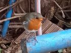 This Robin is almost hand tame.