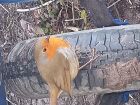 Robins are constant companions in my garden and my allotments