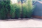 Some 12 - 15ft Bamboo supplied and planted.