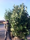 A nursery photo of a 10ft Laurel, one of 150 supplied and planted as an instant hedge!