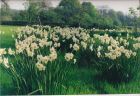 25,000 Narcissus in variety drift planted for a fantastic Spring display.